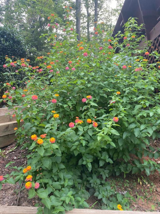 Eagle Mountain River Retreat Ellijay Esterno foto