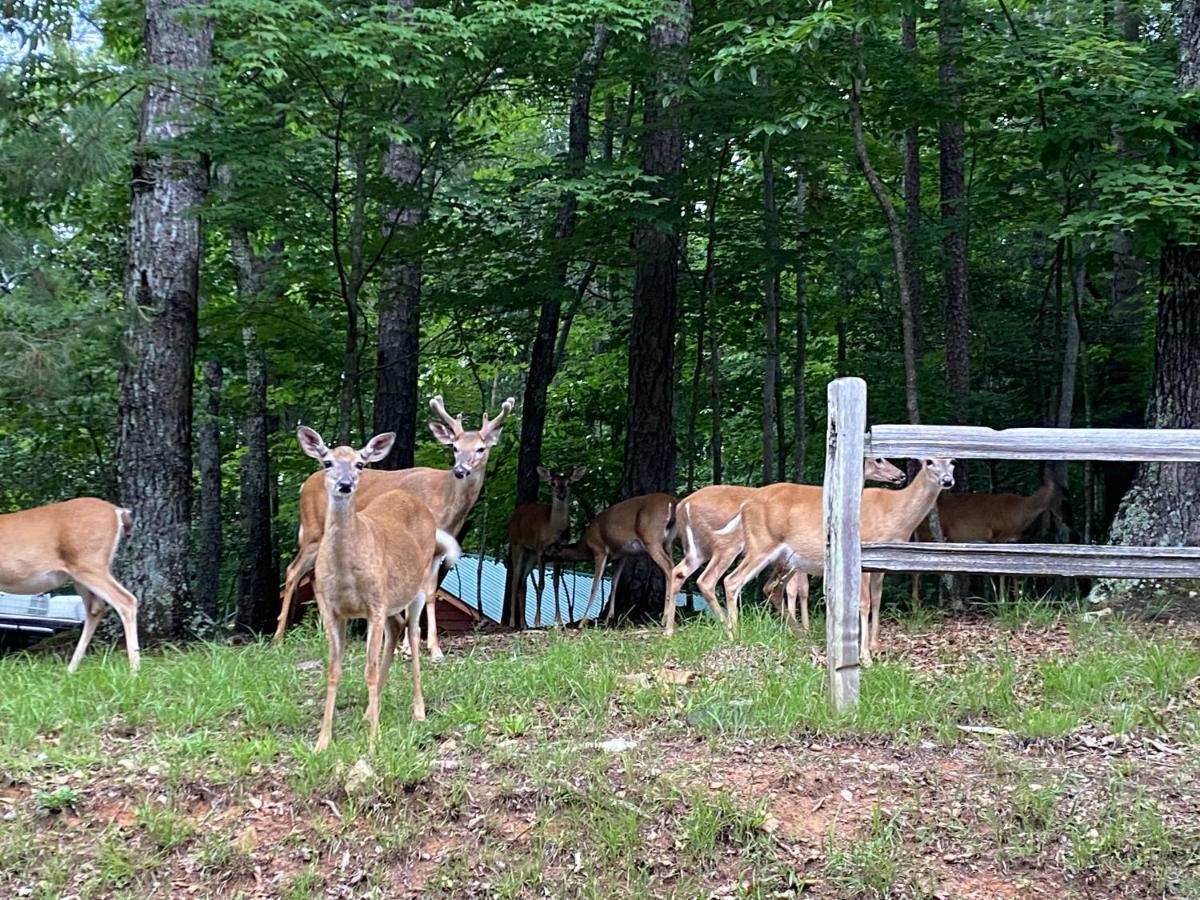 Eagle Mountain River Retreat Ellijay Esterno foto